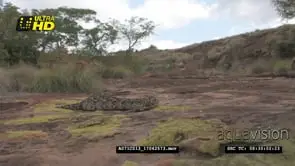Puff Adder snake basking on a rocky outcrop MS