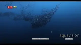 wide shot of a large school of anchovy stolephorus indicus swirling in bait balls