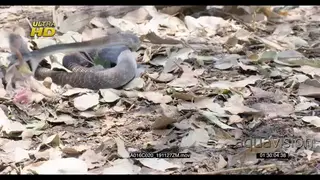 Black mamba strikes and fails to bite the rat.