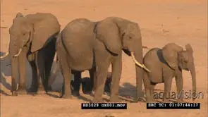 Scenic Elephant herd with young on the Luangwa riverbank