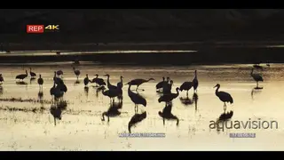 Silhouette view, flock of Sandhill Cranes standing.