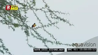 Shaft-tailed whydah holding on to the tree twig,sitting and looking around.