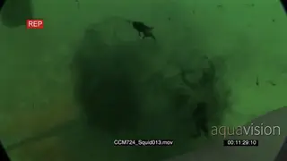 Chokka Squid sprays ink to defend themselves from the Stingray and destruct its view.