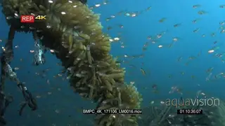 A huge school of Glassfish, also known as cardinalfish, Ambassis sp swim around…