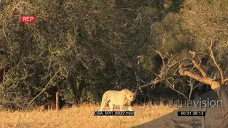 Cheetah sitting scouting around hunting gets up stretches yawning walks away out of frame