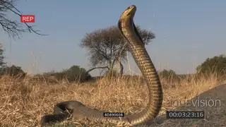 Aggressive snouted cobra strikes front of camera