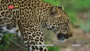 Leopard emerges from behind the bush GOOD LIGHT