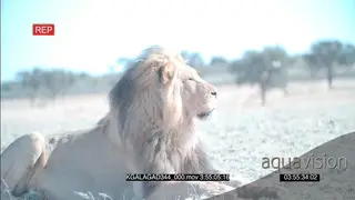 African Male desert lion resting scouting around hunting