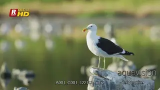 Kelp Gull standing on top of a rock, looking around and flying off.