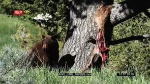 Brown Bear sitting and looking around near an Elk carcass hanging on tree MWS