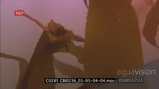Red Tuna Crabs feeding on kelp plants UNDERWATER