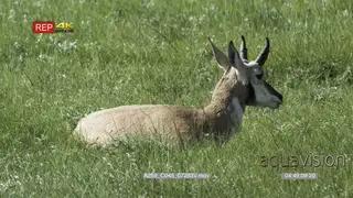 Pronghorn Antelope laying down on prairie chewing, during daytime. MCU.