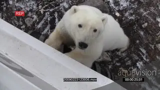 Polar bear investigating vehicle looking up into camera