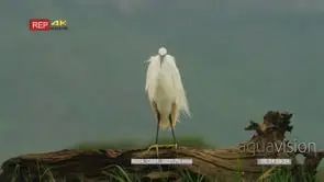 Little egret perched on log