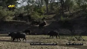 Cape Buffalo on riverbank
