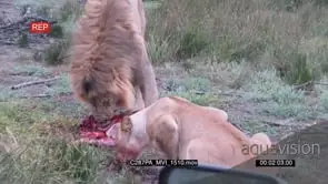 Lions caught warthog female and feeding on small warthog baby