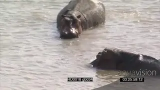 Hippos facing off intimidation behaviour attempting to fight as Cape buffalo herd walk.