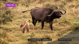 Cape Buffalo and Lion interaction sequence