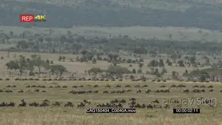 Blue Wildebeest herd walking and grazing in the savannah XWS HAND