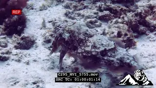 Cuttlefish hovering over Mozambique coral reef changing skin texture and shape UW