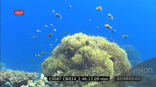 Sea anemone with Anemonefish swimming around it WS