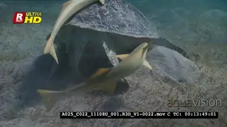 A Close Up, Tracking shot of a Remora fish trying to attach themselves onto a Green Sea.