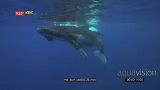 Humpback whale mother and young calf resting floating at surface UW SOCIAL BEHAVIOUR