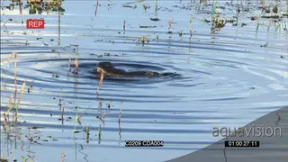 An Alligator in a river chewing and surfacing MS PROFILE
