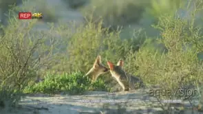 Cape fox pair sniffing each other