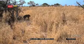 Leopard walks through tall grass
