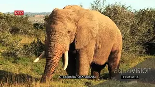 African Elephant standing and grazing on bushveld LS ZI CU TU