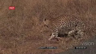 Leopard Walking in the Bushes Alert looking around GENERAL BEHAVIOUR