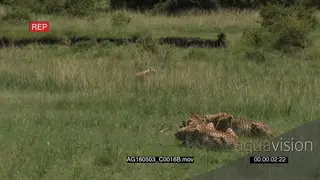 Cheetah family feed on just caught gazelle, Hyena walking around