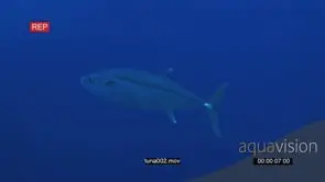 Dogtooth Tuna in deep blue UW
