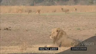 Male Lion laying down with Pukus standing grazing in background LS