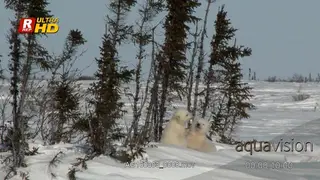 Adult female Polar Bear laying down, resting and cubs play fighting.