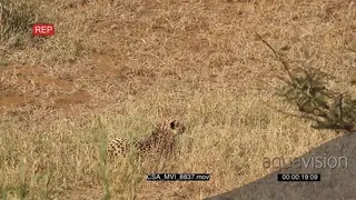 Cheetah getting into stalking pose looking across hunting