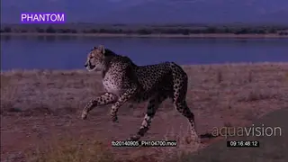 Cheetah chasing an unseen prey SLOW WS PAN