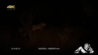 Dominance display between an African female lioness and Spotted Hyena clan.