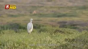Little egret standing, foraging and feeding on ground insects. MLS. Morning.