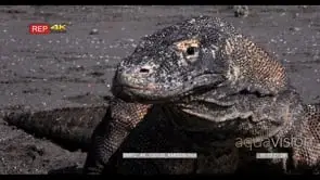 XCU Stunning, blinking Komodo Dragon, Varanus komodoensis, face