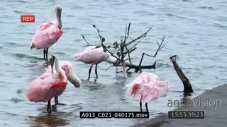 Roseate Spoonbills standing in a lake drinking water and preening HA MWS