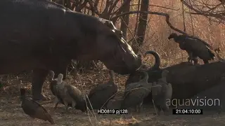 Hippo walking foraging for food through bush towards Hooded and White-backed Vultures on.