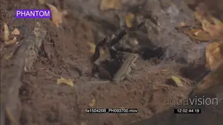 Skink lizard escapes being caught by Baboon Spider MS SLOW 2SHOT
