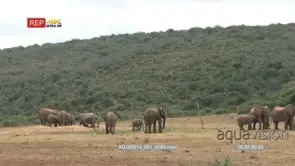 African elephant herd drinking at a fenced waterhole others waiting outside the fence