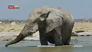 African Elephant Bull standing in the waterhole drinking GOOD LIGHT