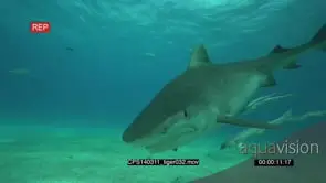 Tiger Shark swimming along ocean floor UW