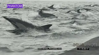 Common Dolphin pod porpoising across ocean AW PHANTOM