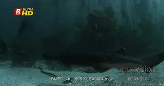 Close tracking shot of a broadnose sevengill shark.