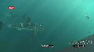 A pair of Great white sharks gently swimming underwater in ocean passing each other and.